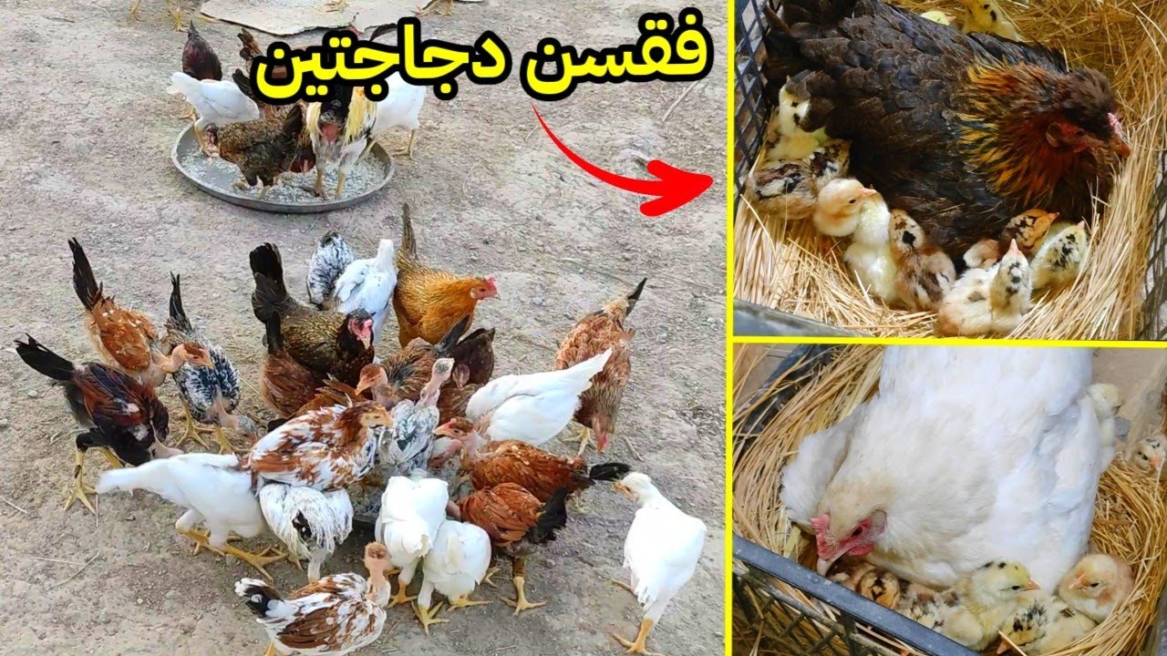 فقسن دجاتين بنفس اليوم شوفو شگد 🐣  عركة الهراتيات الصغار 😂