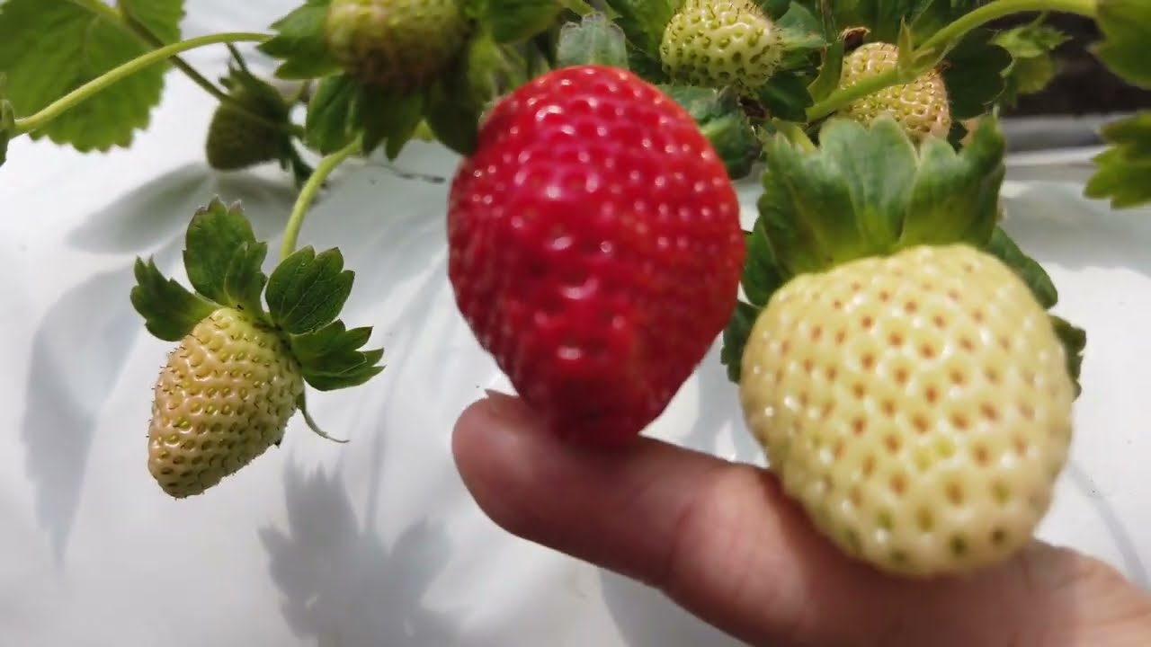 Strawberry Picking at Cameron Highlands, Malaysia