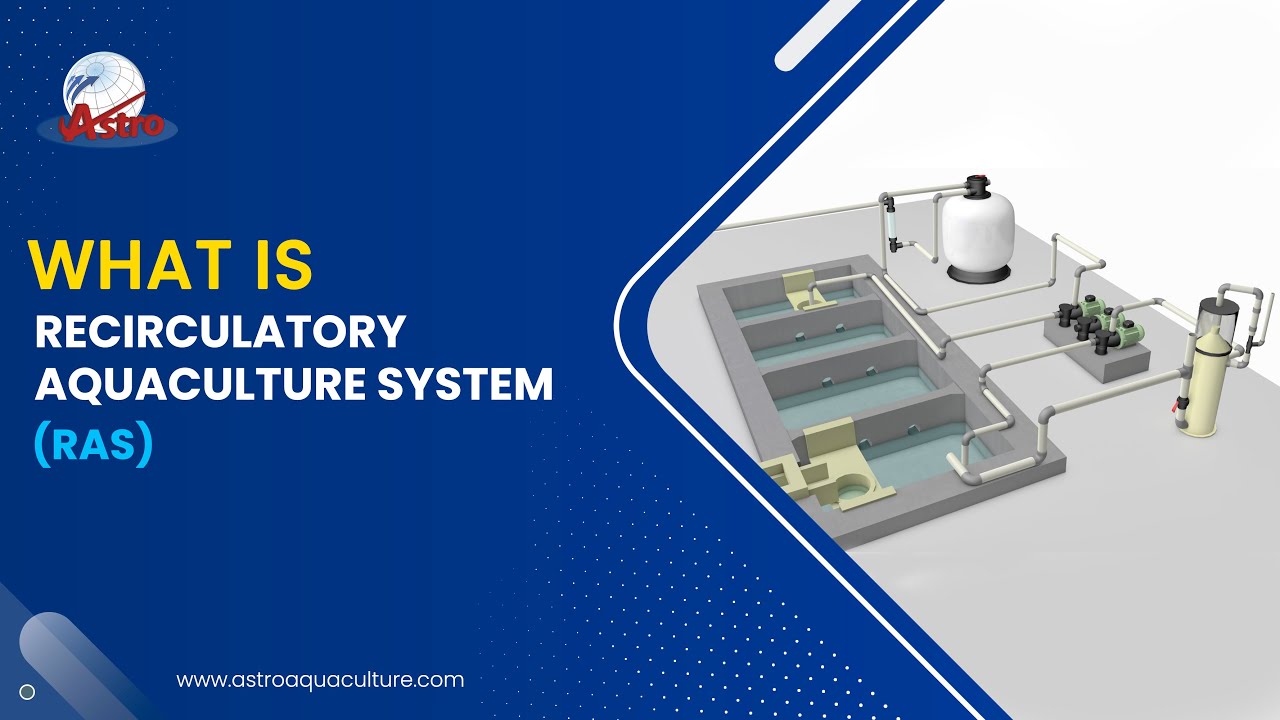 What is RAS (Recirculating Aquaculture System) Part 1