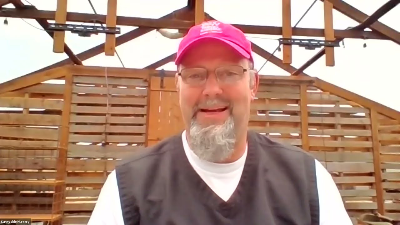 Hellebores: Winter Jewels