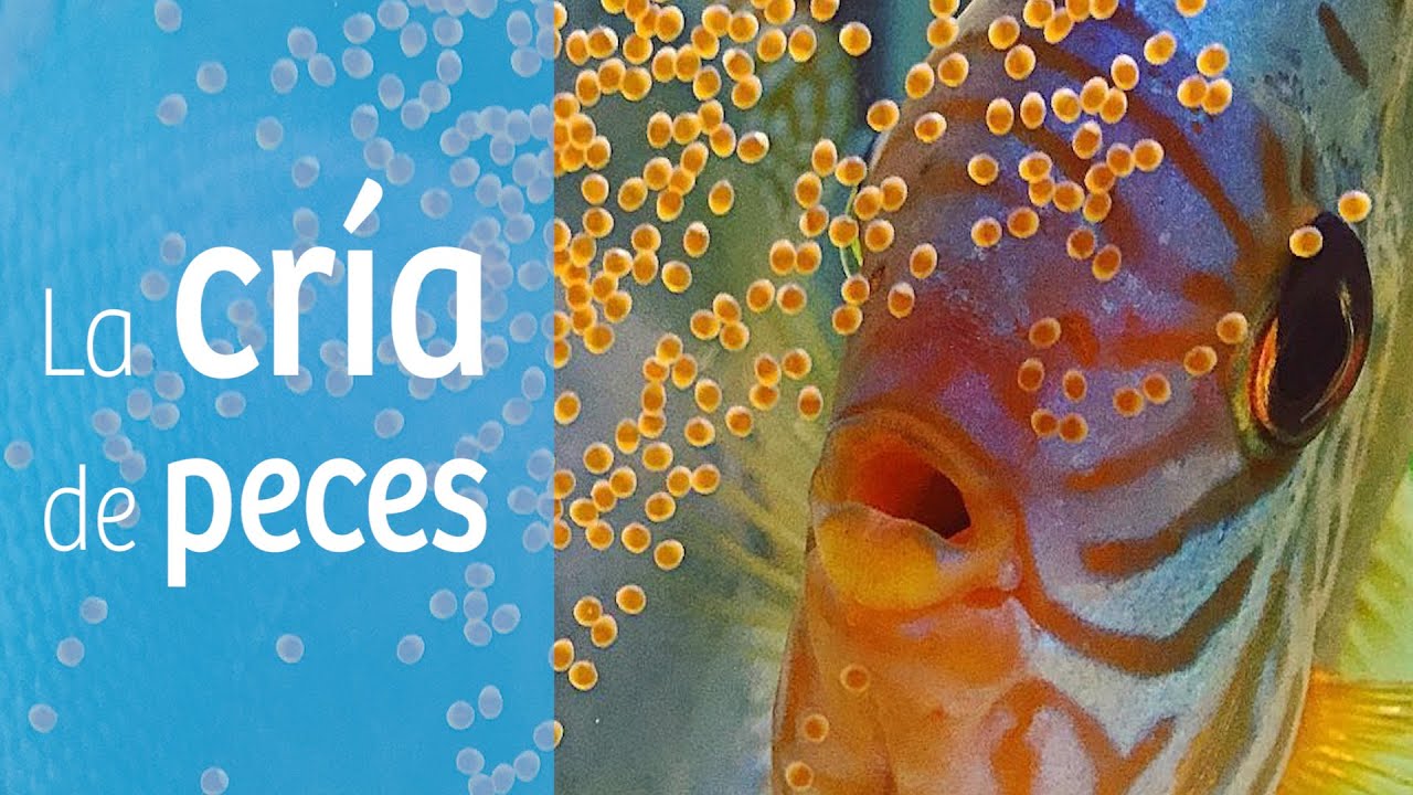 La cría de peces · Reproducción en el acuario 👶