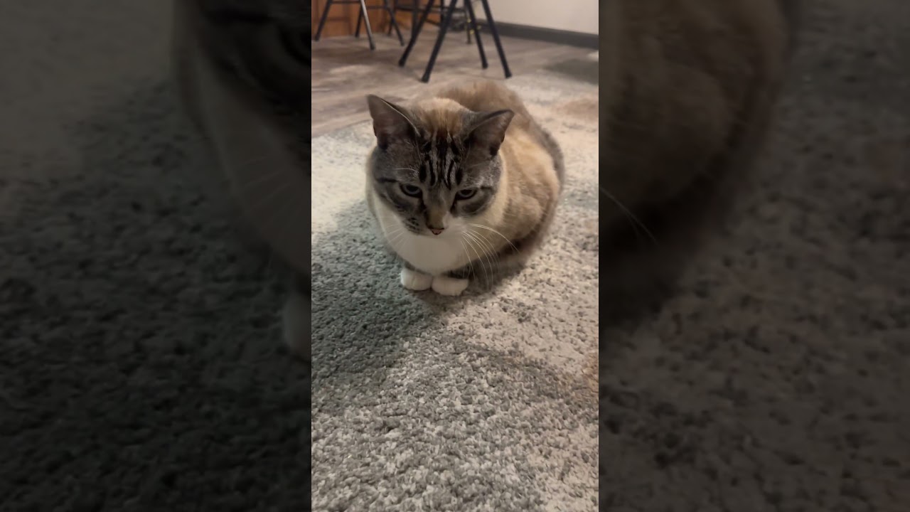 Tippy is so cute! 