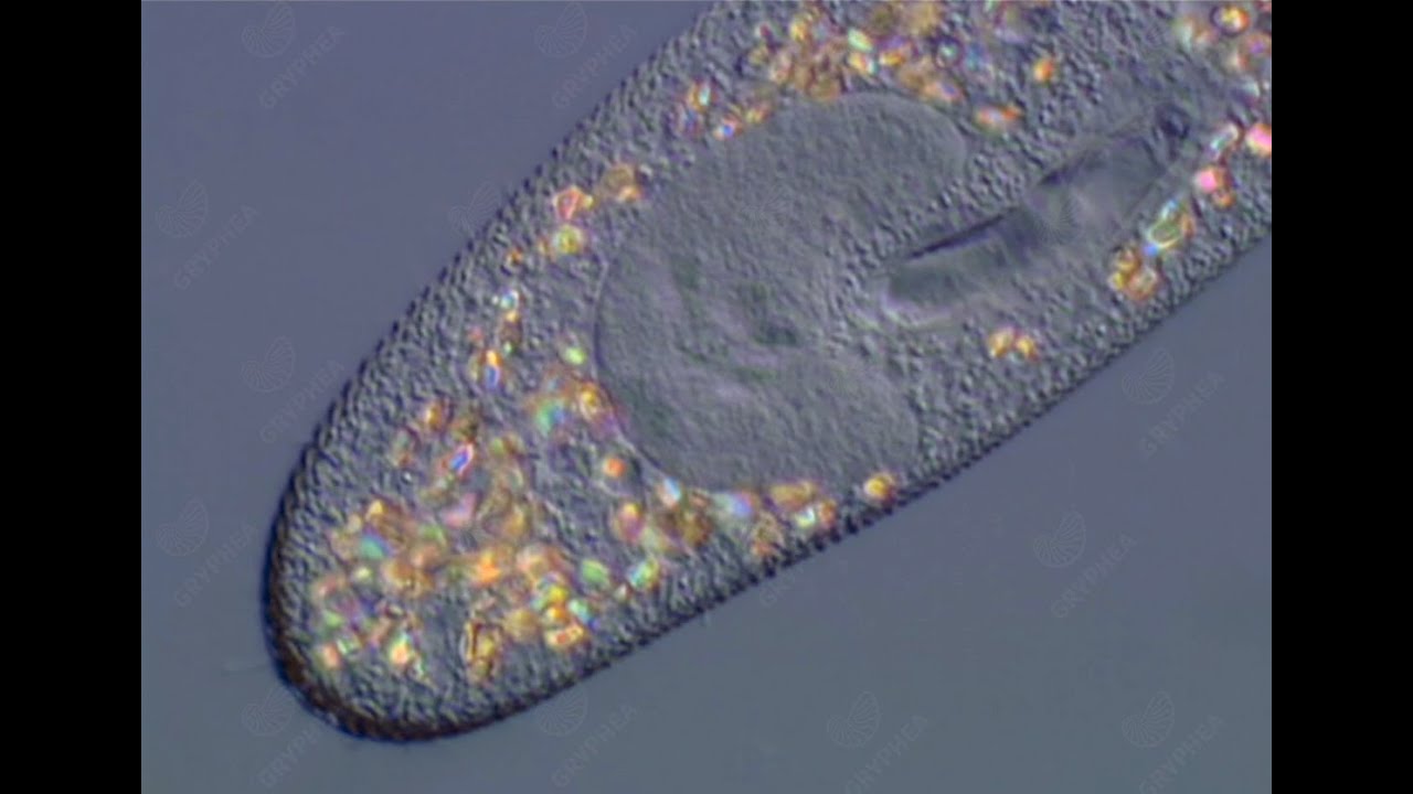 Cytologie des Protozoaires