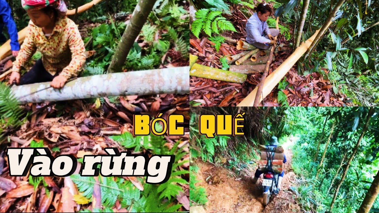 #dailyvlog | Vlog bóc quế #1 - Con Đường Thử Thách Sự Dũng Cảm -  Băng Rừng Vượt Suối Để Kiếm Tiền !