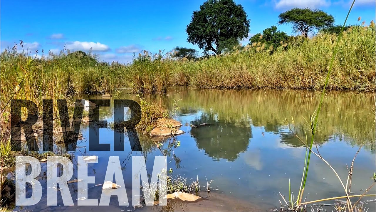 Fishing a Wild African River for Mozambique Tilapia /Blue Kurper (Interrupted by Elephants)