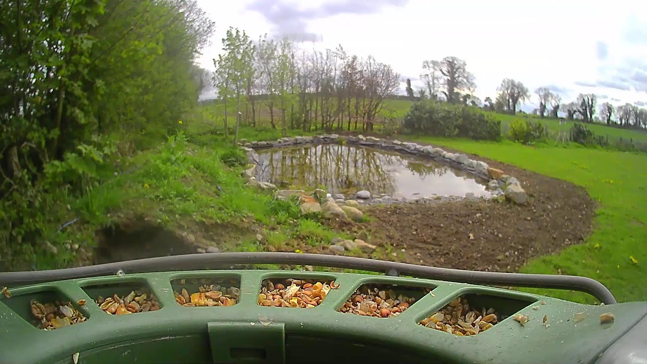 Carlow Weather Live Stream #BirdfyLive