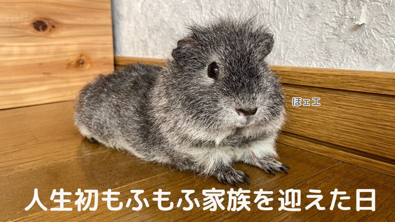 生まれてはじめてもふもふの家族をお迎えしました。