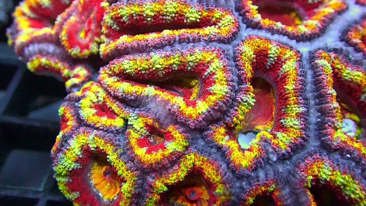 Ultra Rainbow Acans