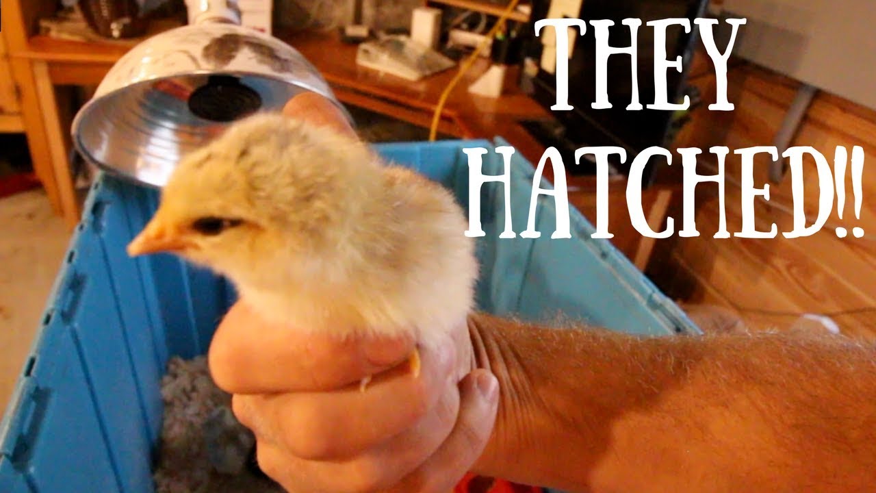 The Rarest Breed of CHiCKS and So much More Modern Steader Update