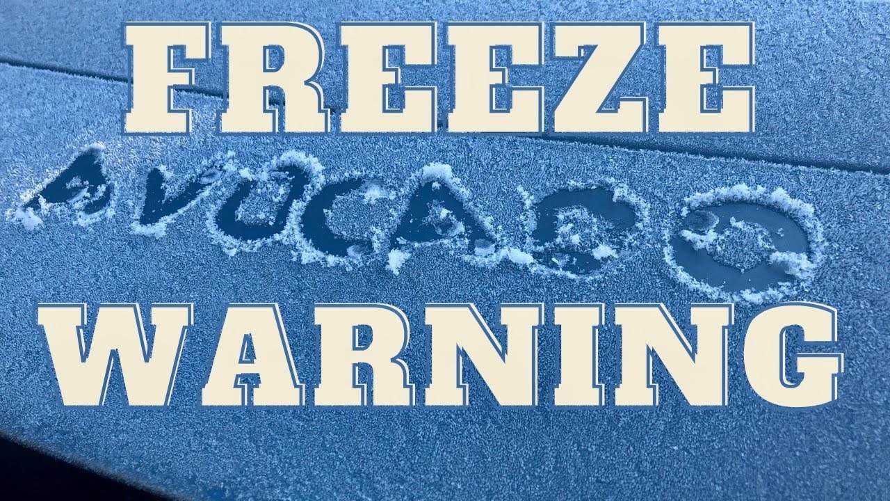 Protecting your Avocado Trees when Freezing Weather is Predicted