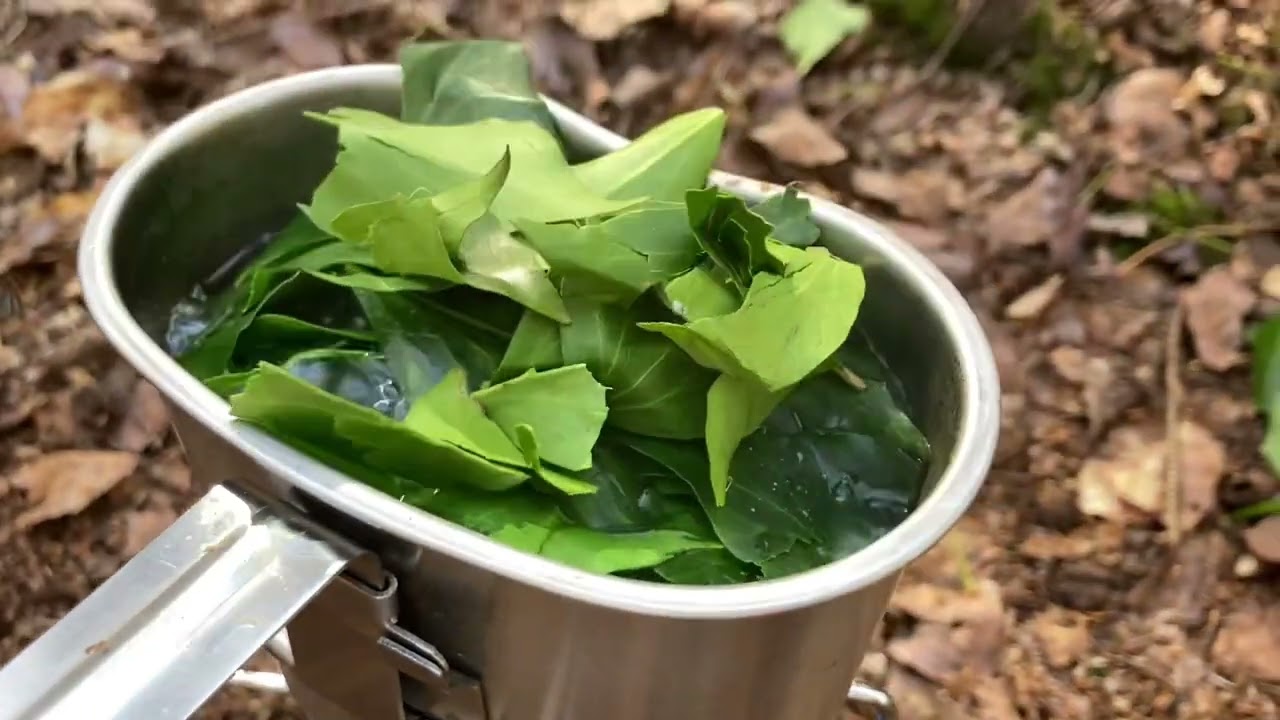 Making natural soap / detergent from ivy leaves - THE BUSHCRAFT SKILLS CHANNEL