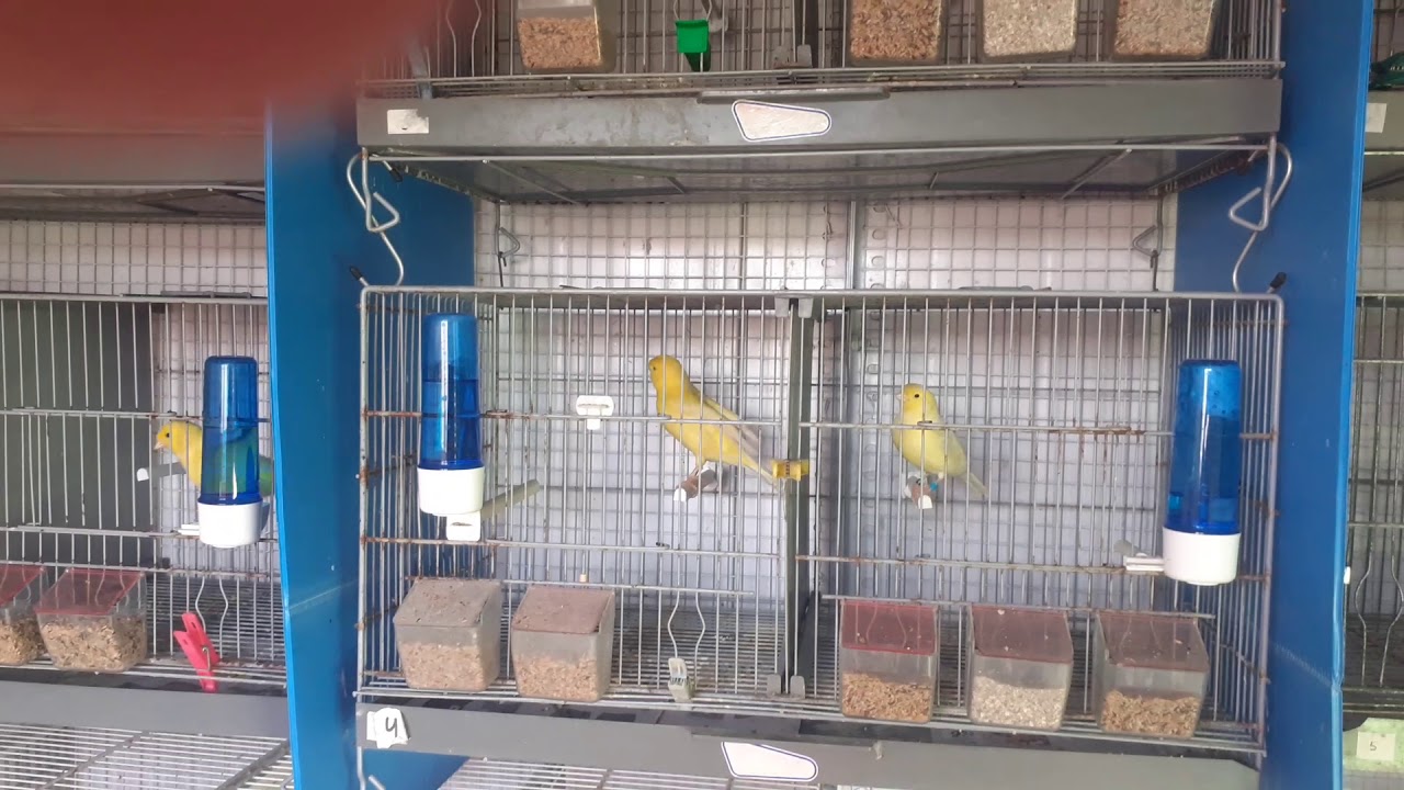 Preparación cria 2021 (Fertivit,choque vitamínico....)