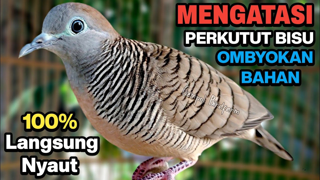 Perkutut Lokal Gacor RAJA PIKAT Ahlinya Bikin Semua Burung Perkutut Gacor Nyaut.