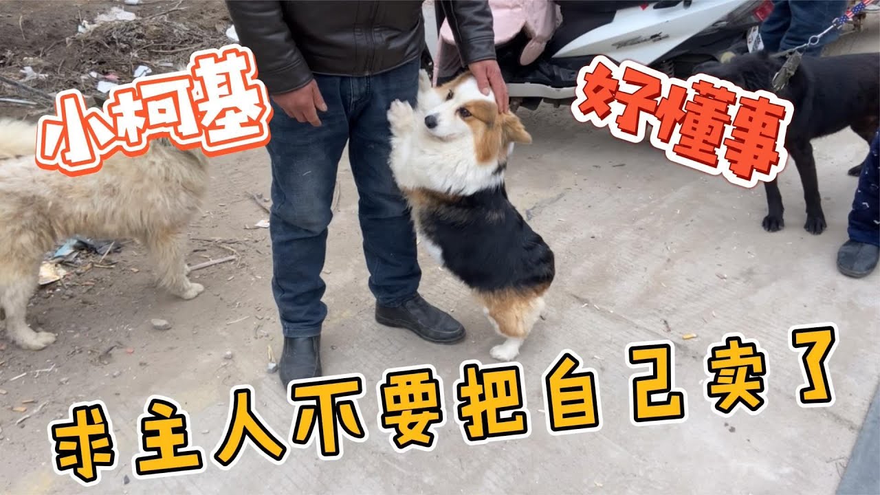 大哥來狗市賣柯基，小柯基站起抱住主人，求主人不要把自己給賣了