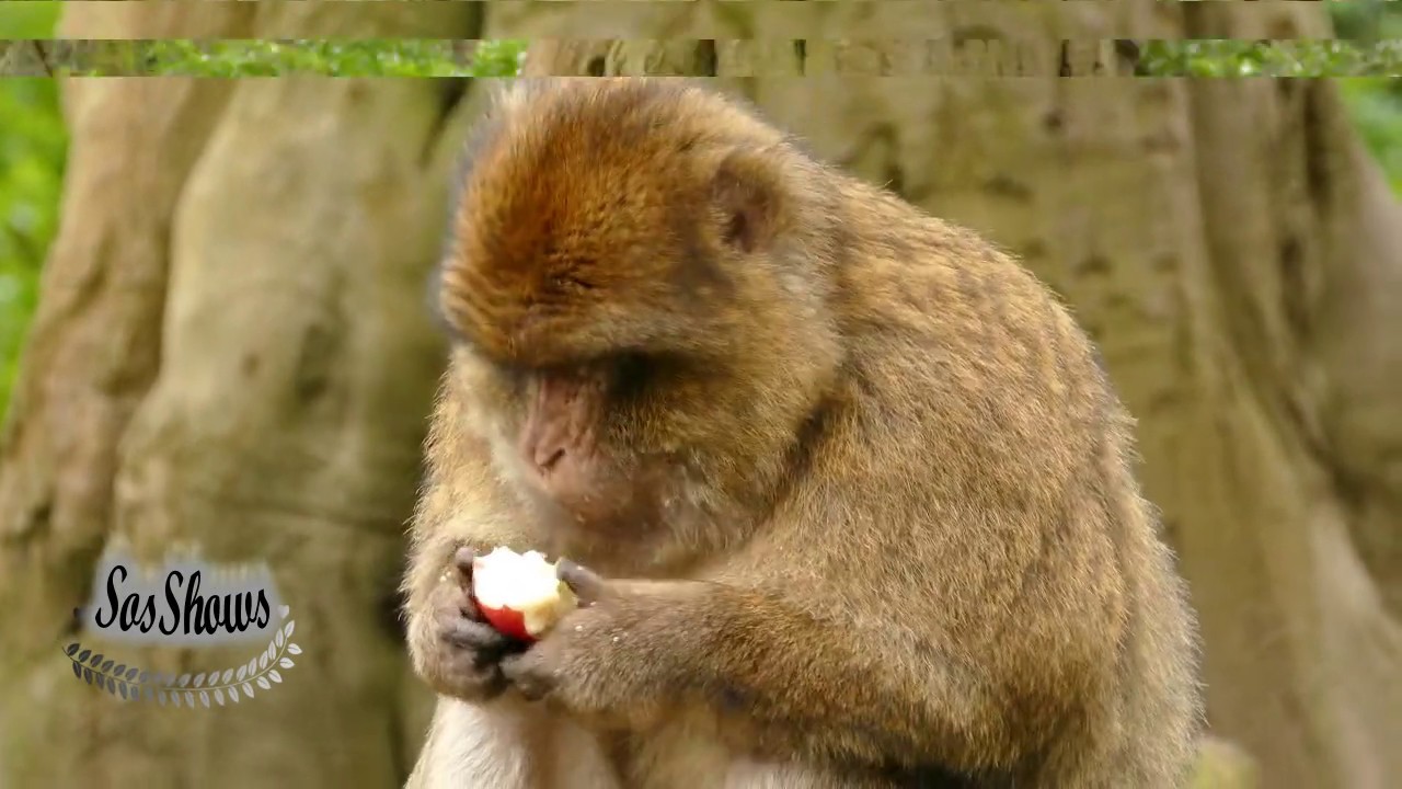 😇 Funniest & Lovely Monkeys/ Affen-Awesome Funny Pet Animals Videos 😇