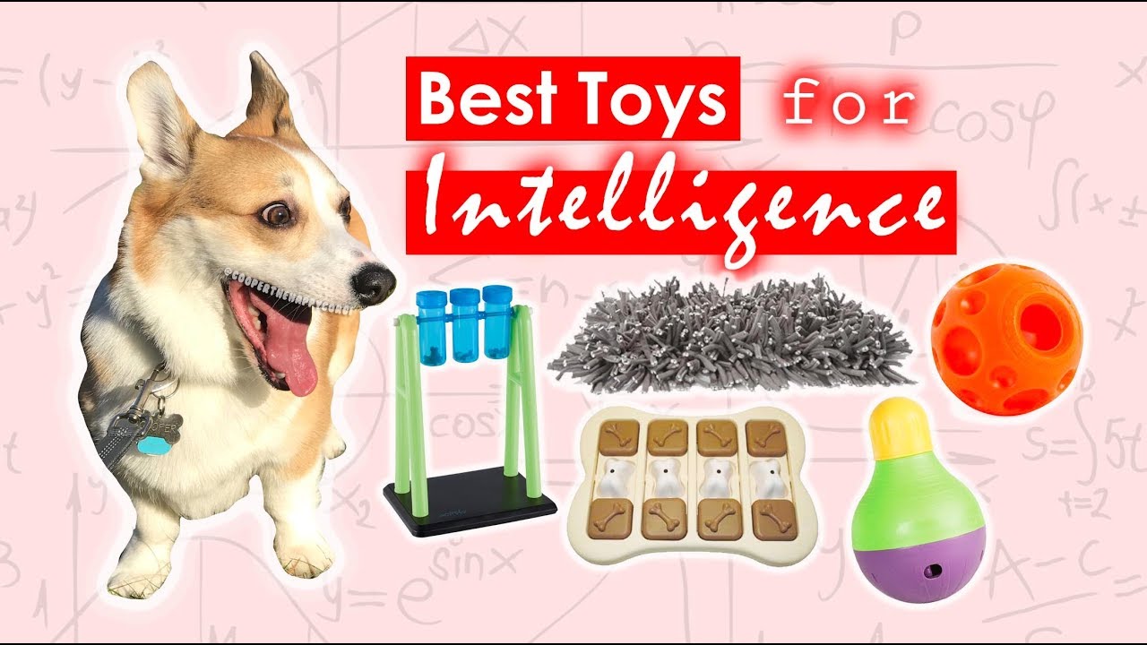SMART DOG TOYS - Best Toys for Intelligence