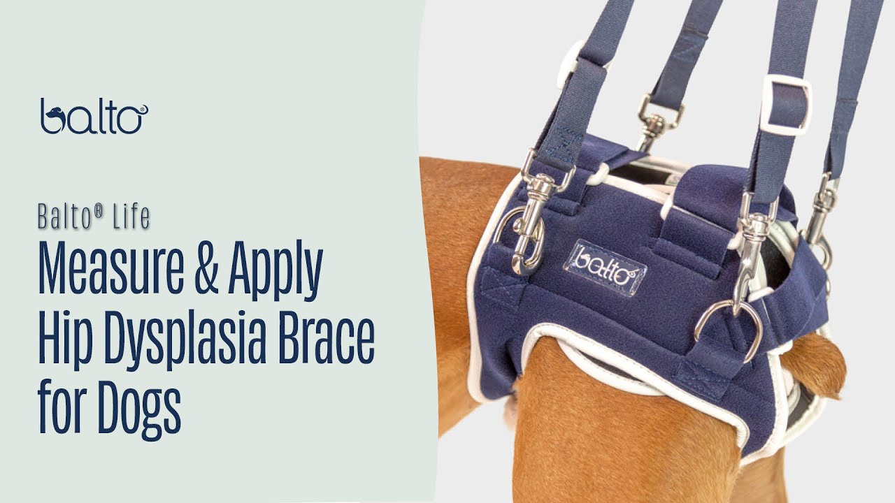 How To Measure and Apply a Hip Brace on Dog