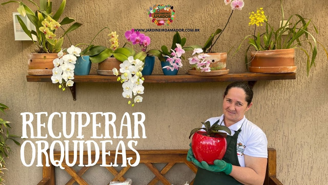 Como recuperar orquídeas em sua casa e jardim