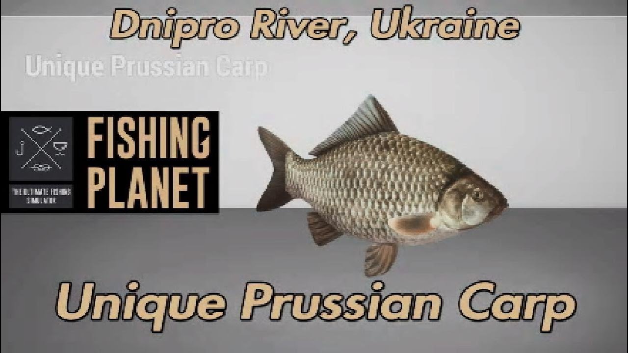 Уникальный берлинский карась, река Днепр, Украина. Путеводитель Fishing Planet.