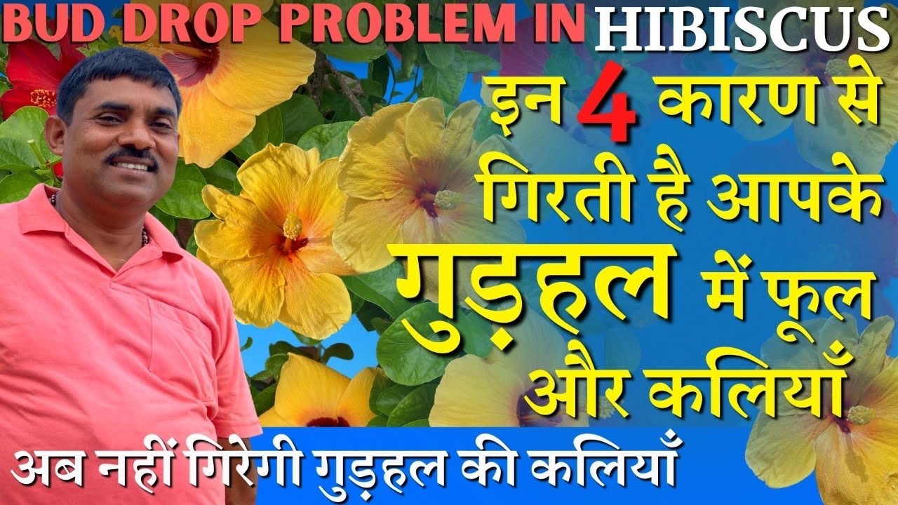 4 कारण गुड़हल की फूल-कलियाँ गिरने के और जानिए इनका इलाज || Hibiscus Bud Drop Problem