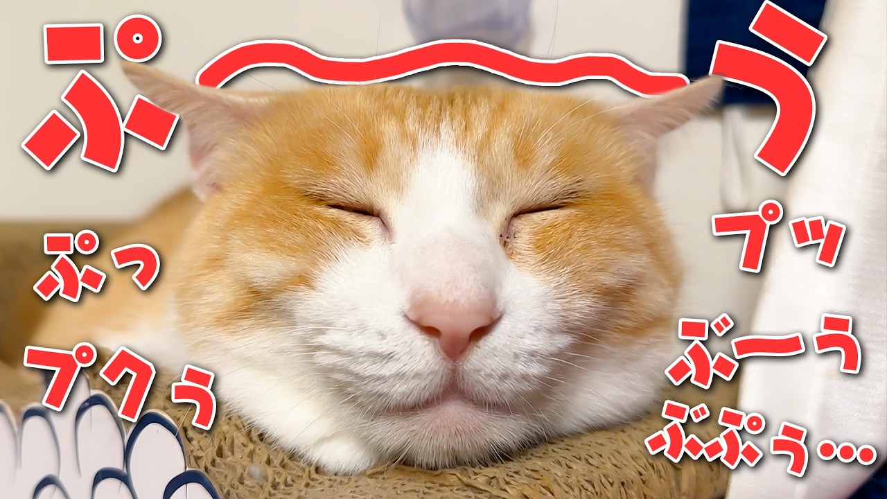 自分の誕生日に爆音でいびきをかいて寝るロビンなのであった。