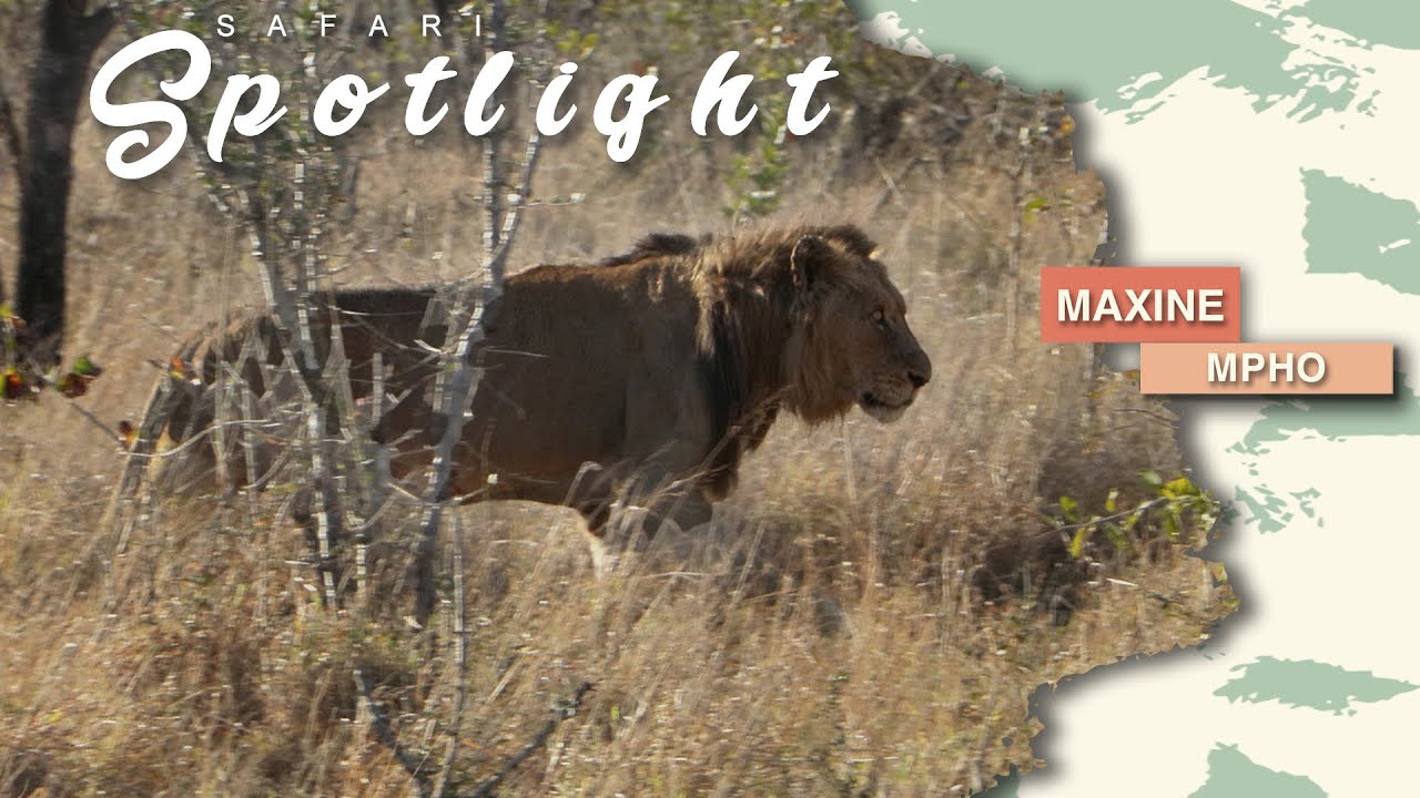 The bravery of Mohawk the lion - Safari Spotlight #41