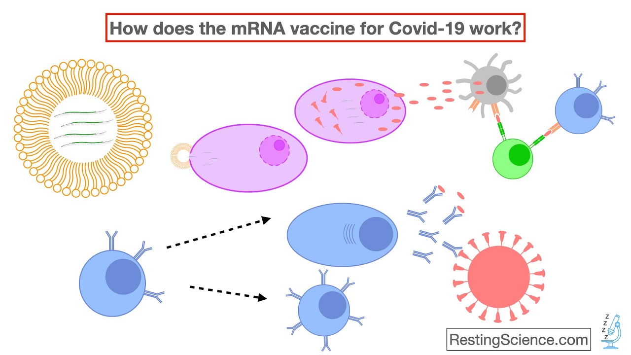 How does the mRNA vaccine for COVID-19 work?