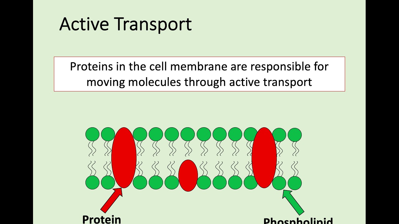 N5 Biology - 1.2 Transport Across Cell Membranes