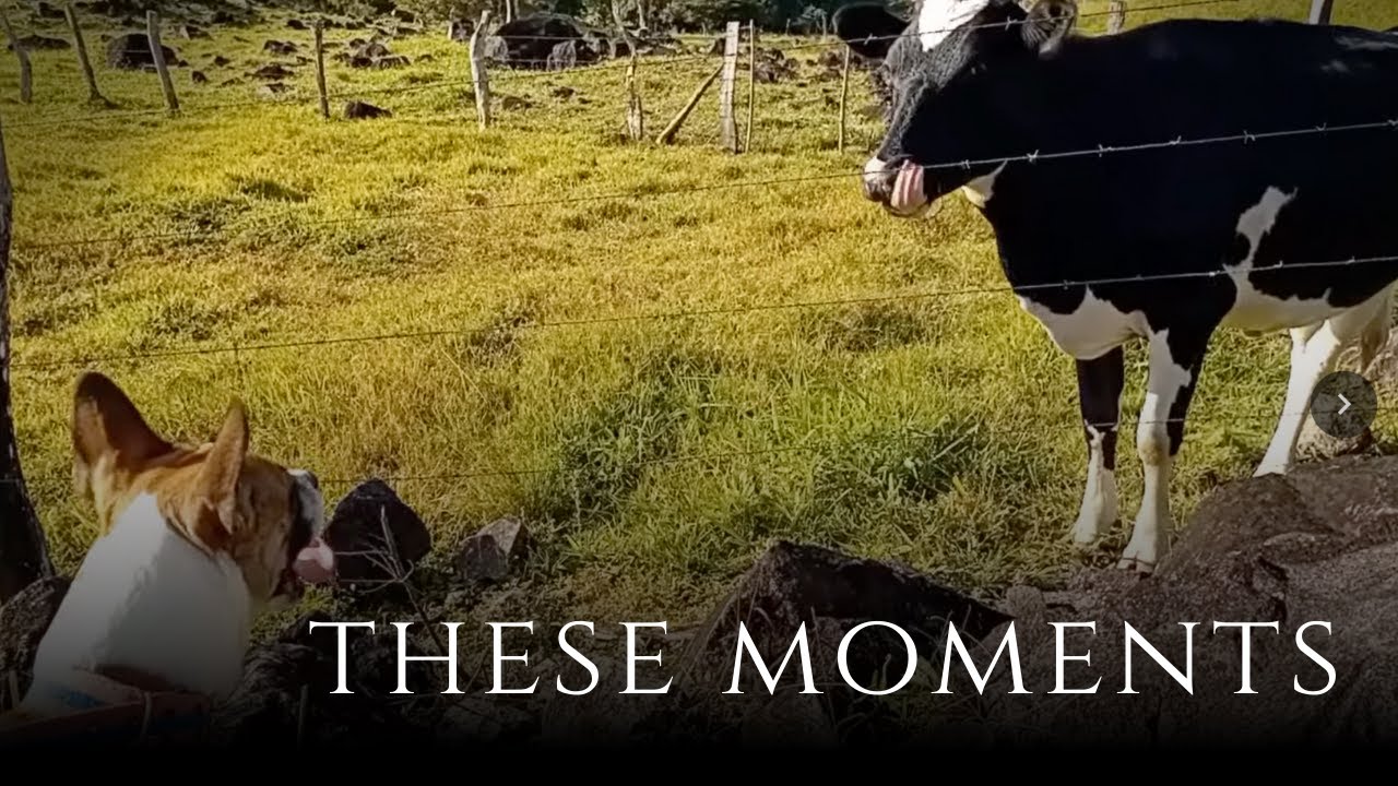 These Moments | WanderMind