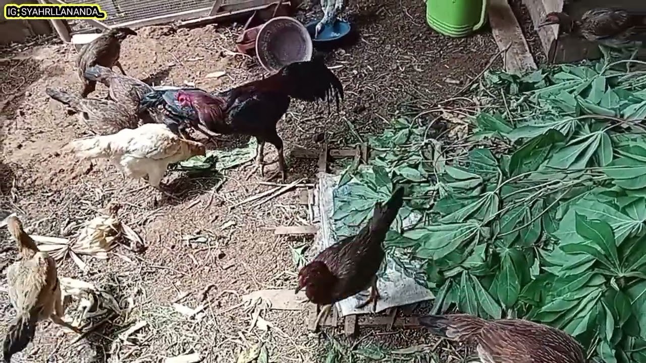CEO DARI CHINA  MEMBERI MAKAN AYAM JOSJIES!! Sekarang tinggal di INDO ??? #syahrllananda #ananda 