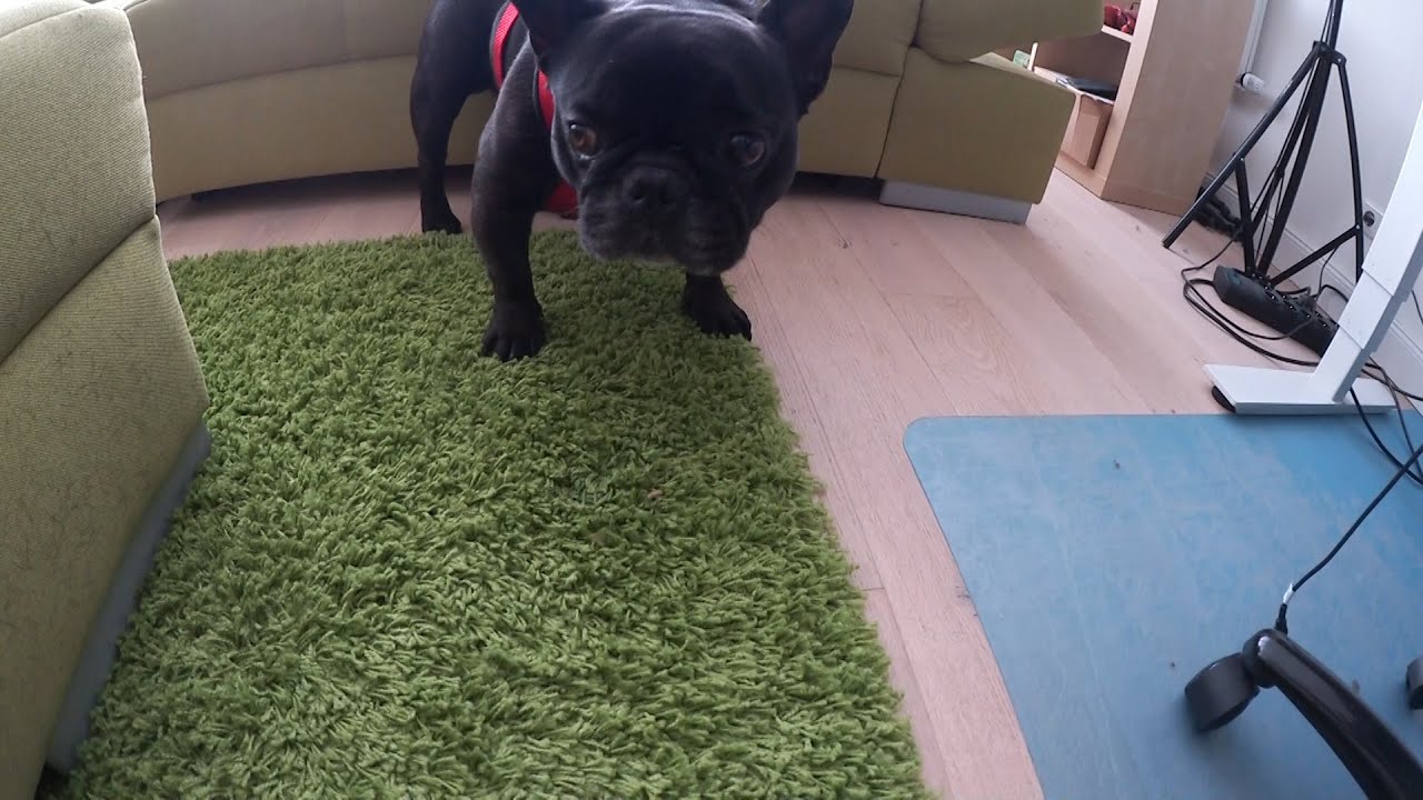Tyson übernimmt den Kanal !!| Peterle