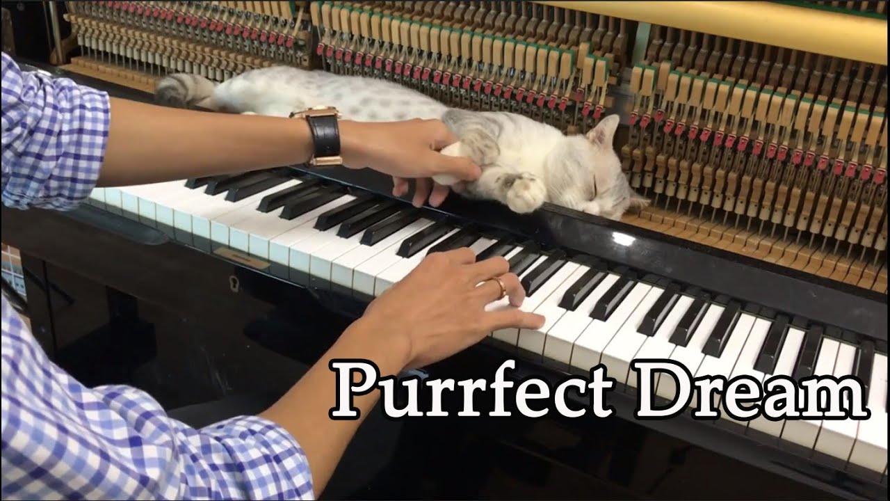 Purrfect dream - the song Minh piano composed