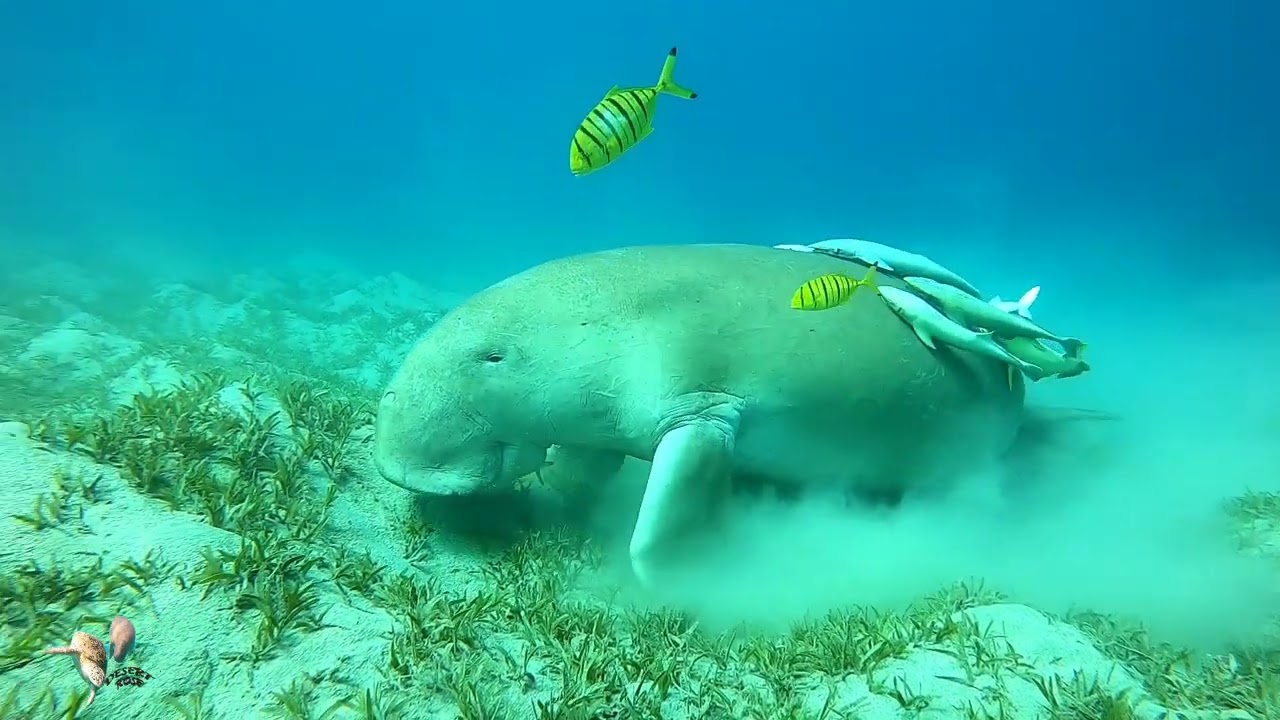 Marsa Alam Fantazia resort snorkeling