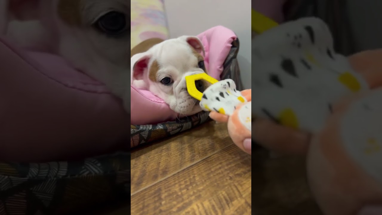 Bulldog life star Bella Mimimi  Первый день в новом доме😍