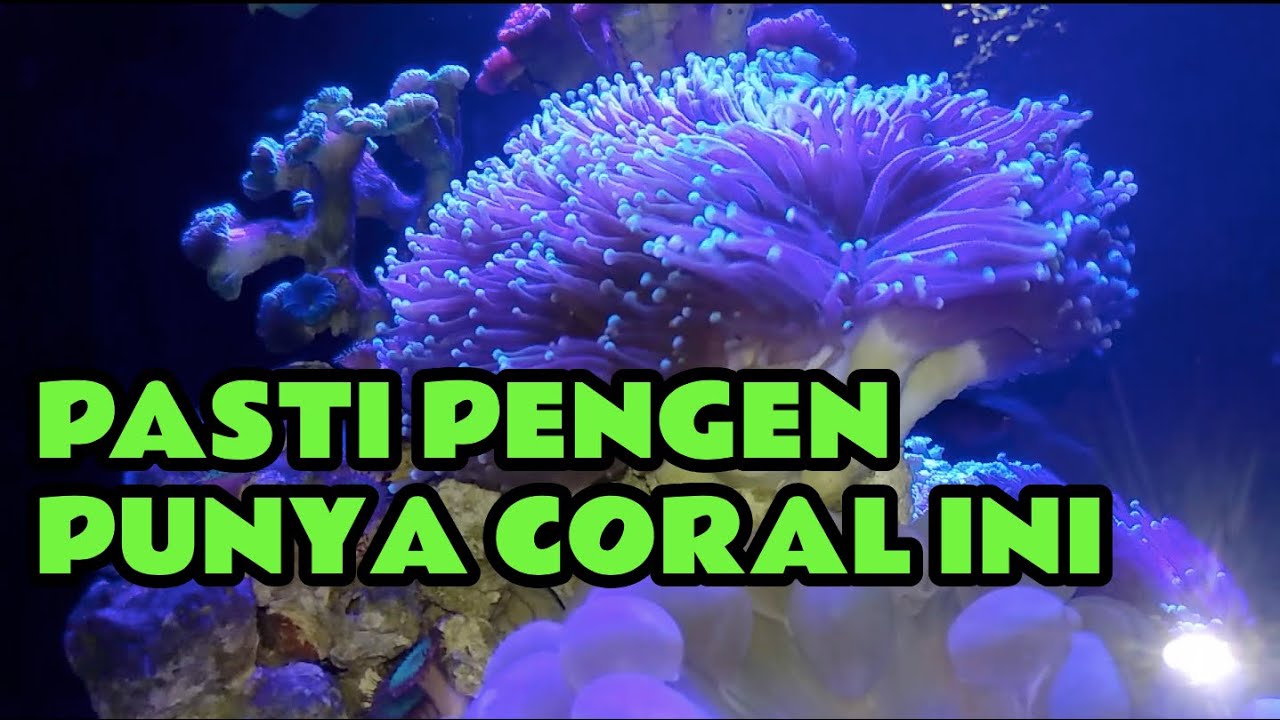 CORAL MURAH || KARANG ANEMON || TORCH CORAL