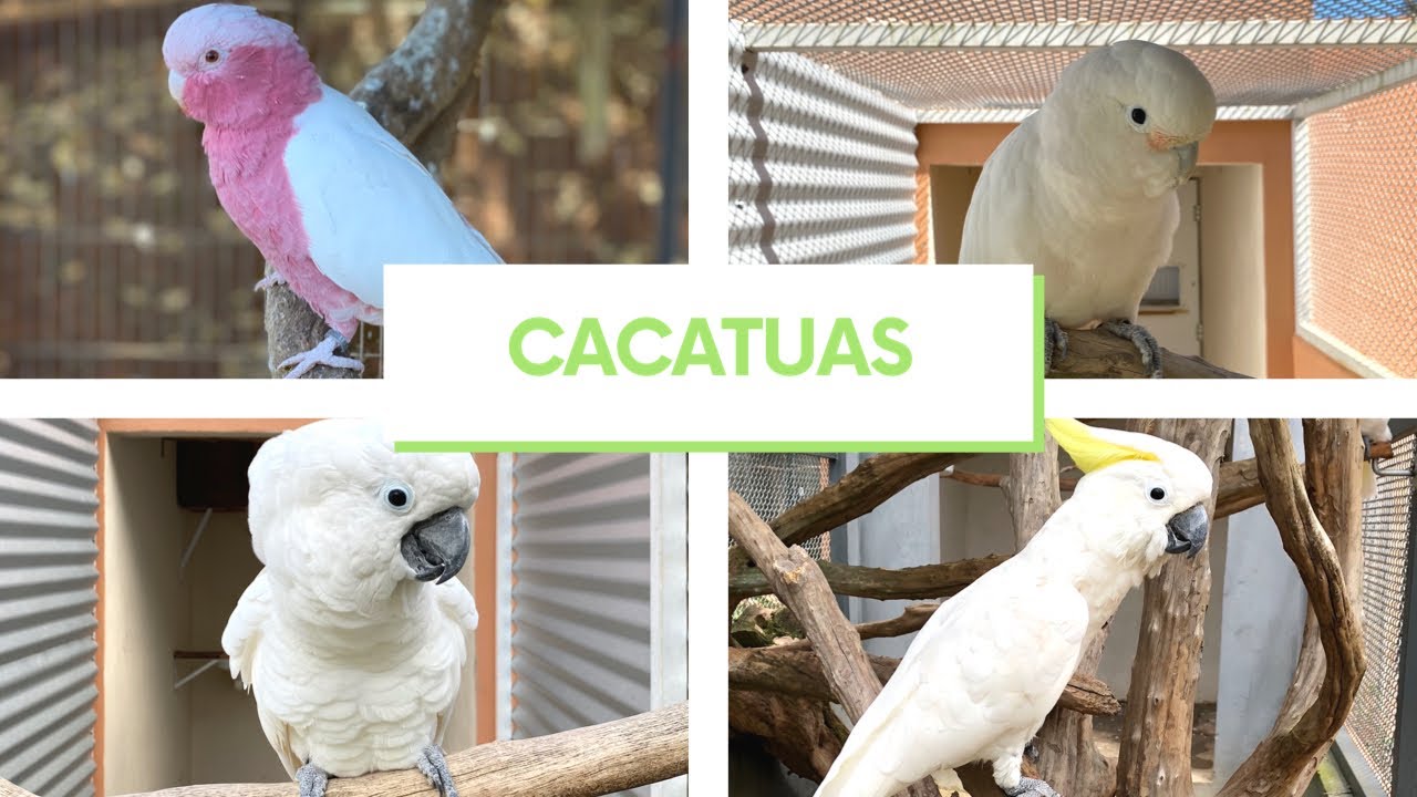 Conheça as CACATUAS da Nanini Aves