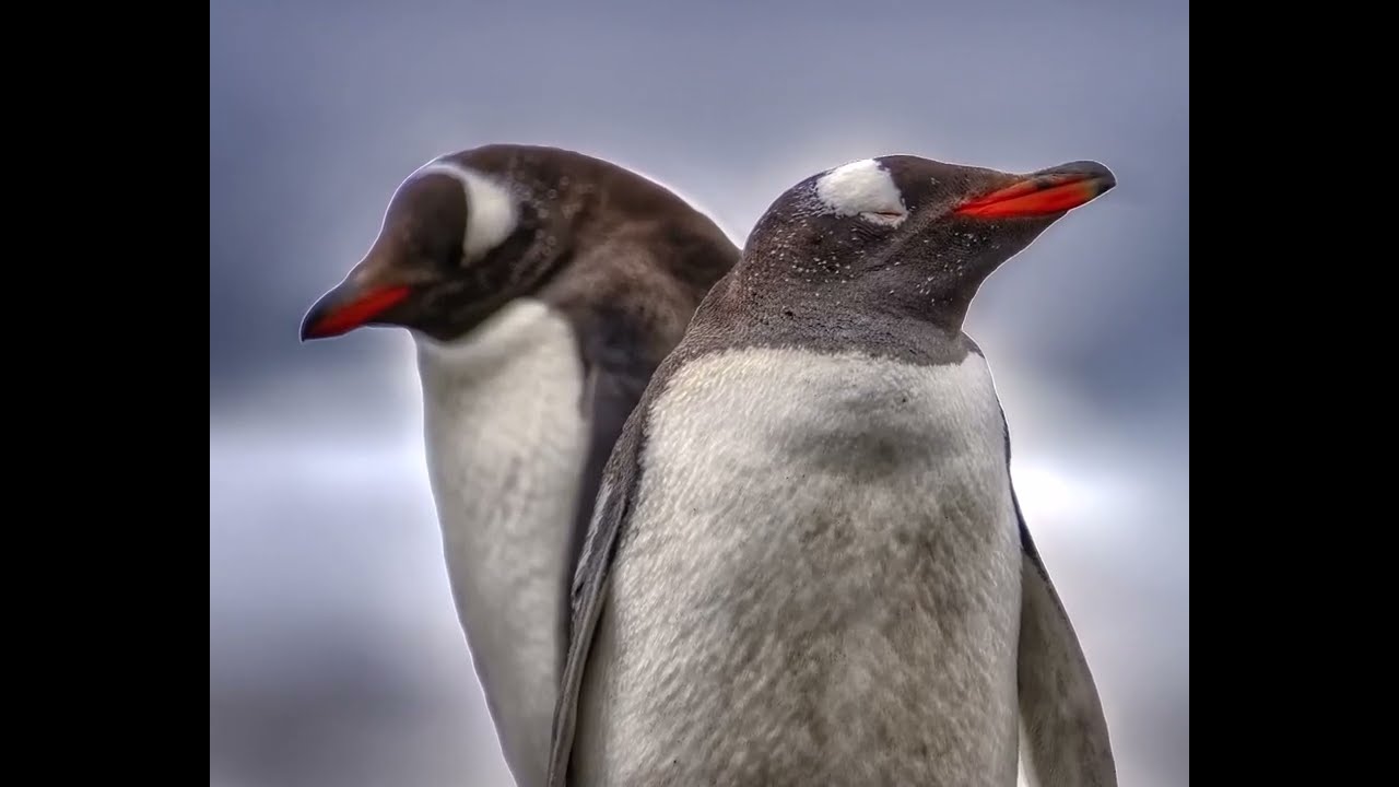 Pingwiny Falklandów - muzyka i zdjęcia Ryszard Zembrzuski
