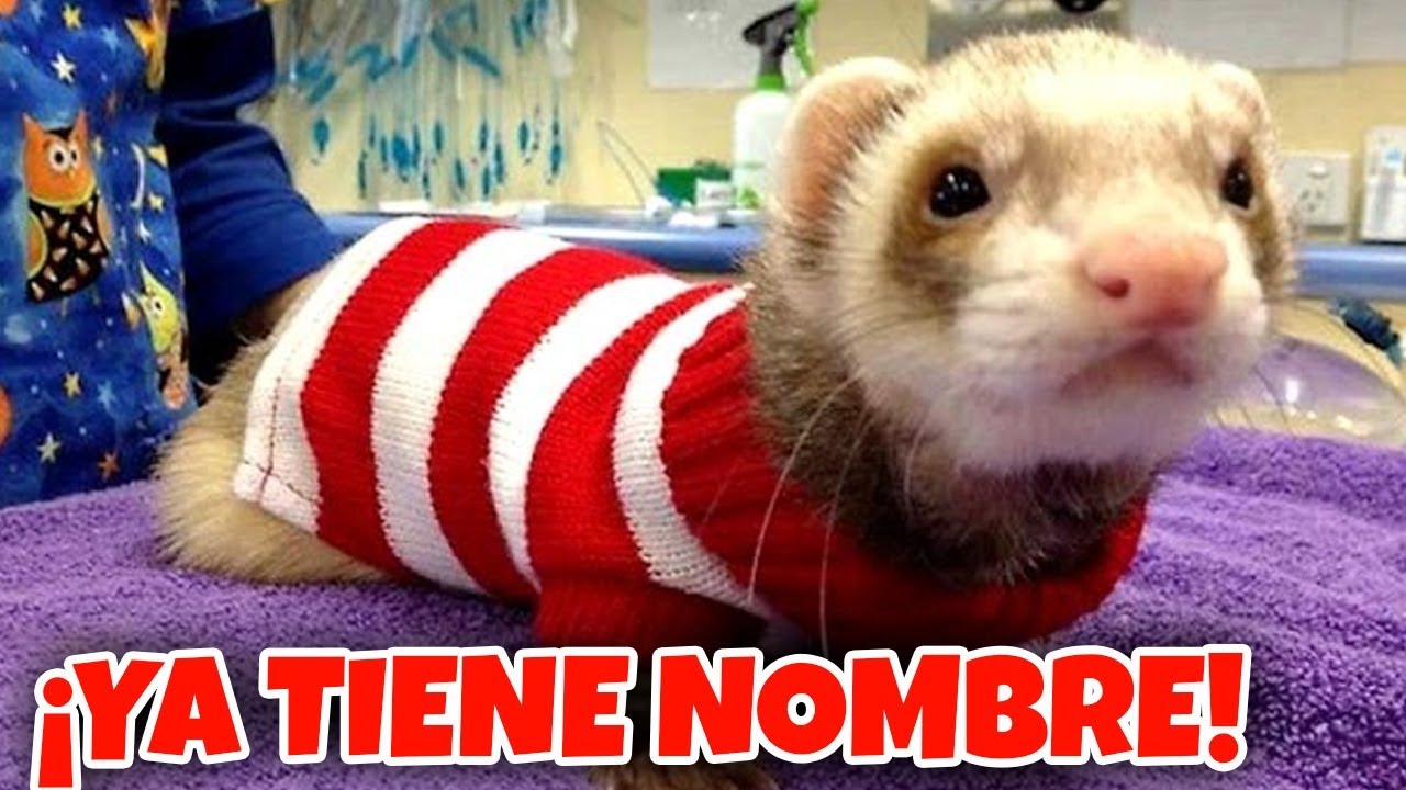 LE PONEMOS NOMBRE A NUESTRA NUEVA BEBÉ CON LYNA **MUY RARO**
