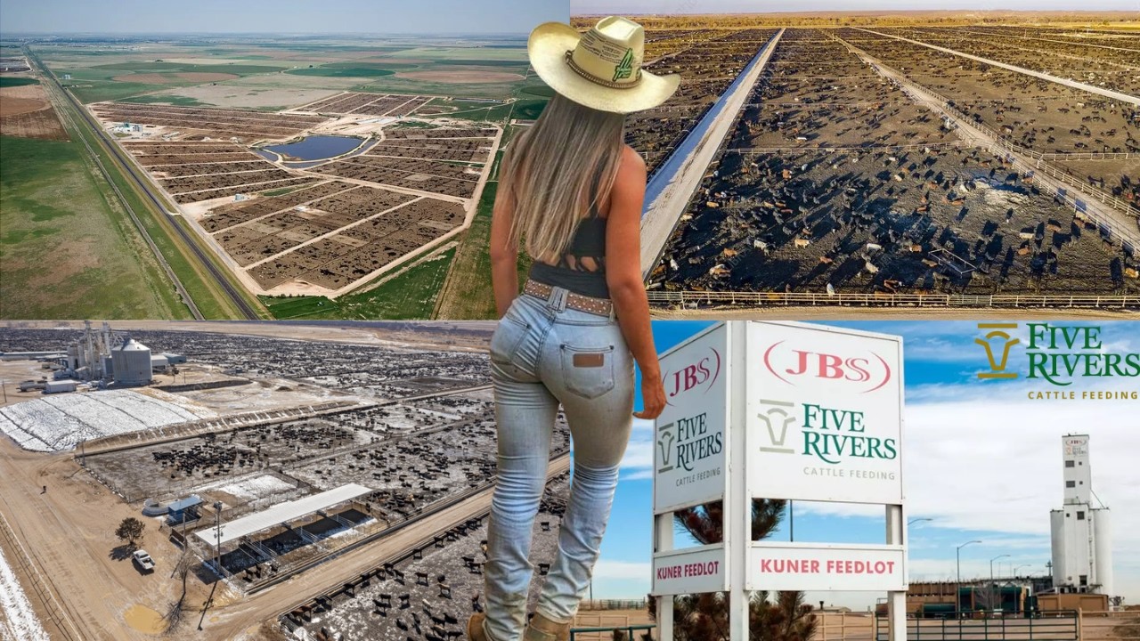 Five Rivers Cattle Feeding Opens the Gates of the World's Largest Cattle Feedlot with 1 Million Head