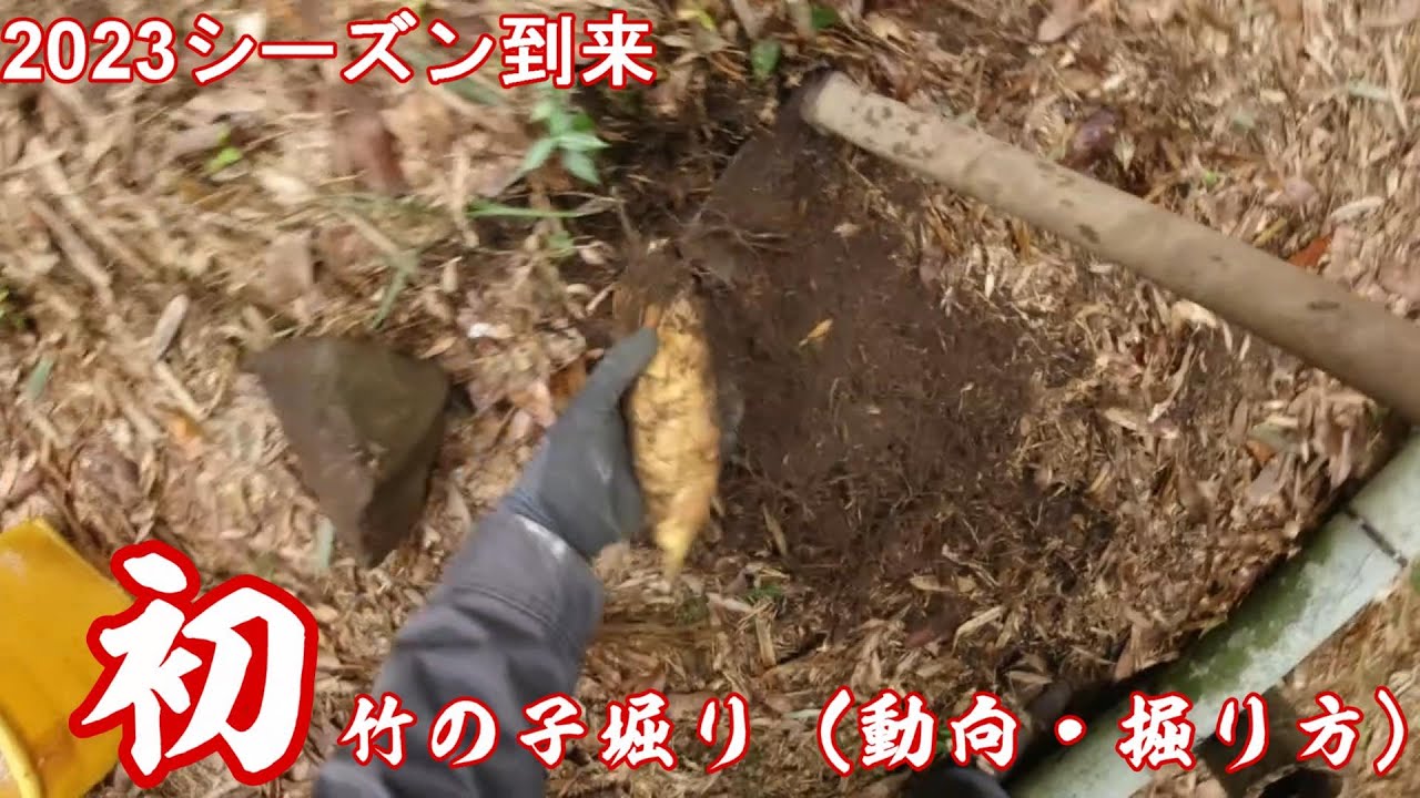 ２０２３シーズン初竹の子堀り（今年の動向とこの時期の掘り方）