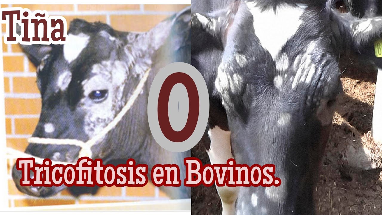 Tricofitosis o tiña en Bovinos. (Tratamiento). #Ganaderiaymuchomas #saludanimal #bovinos
