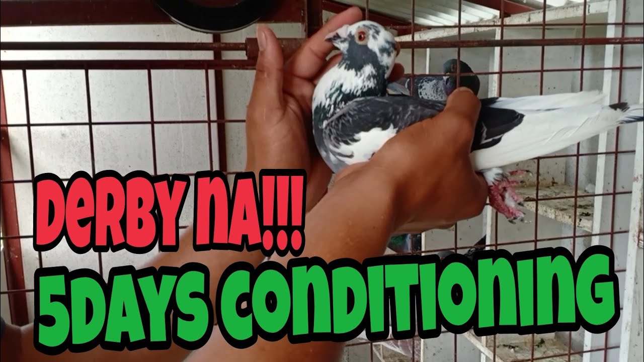 UMPISA NA NG 5DAYS CONDITIONING PARA SA FIRST LAP SOUTH DERBY RACE 2021