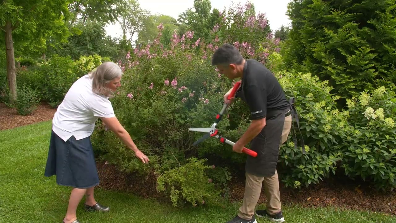 The Best Tool for Cutting Large Branches