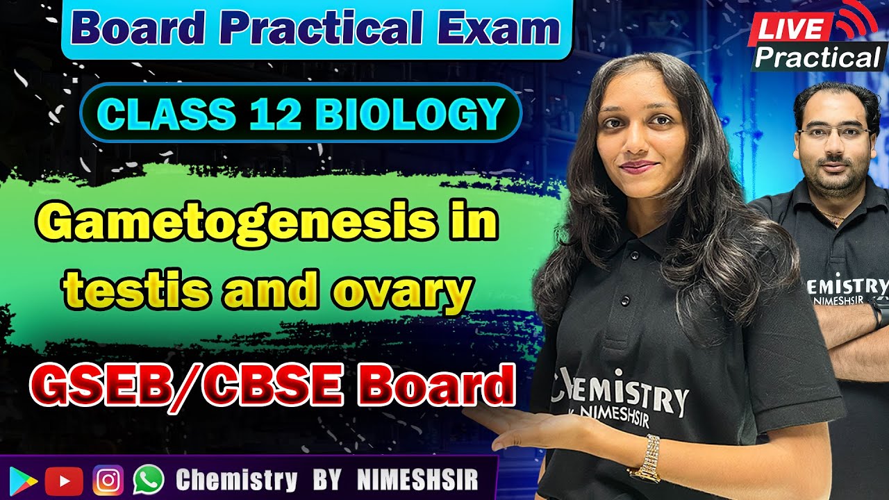 To study discrete stages of gametogenesis in mammalian testis and ovary | Board Practical Exam 2025