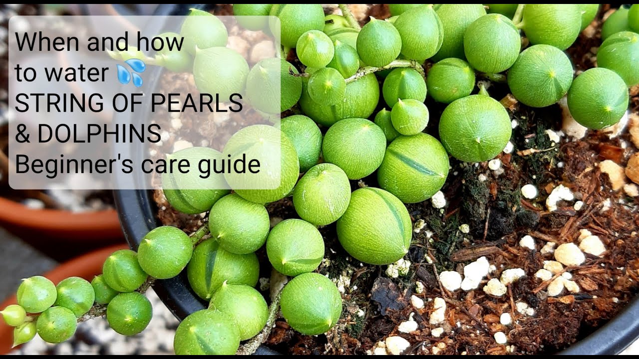 #59 String of pearls and string of dolphins, when to water and how to water COMPLETE CARE GUIDE