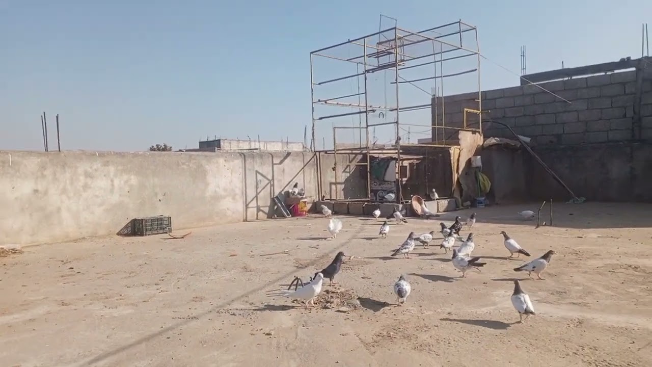 Mash Allah breeder kabootar video shorts like and subscribe #bilalpigeons #kabootar # pigeons 🕊️