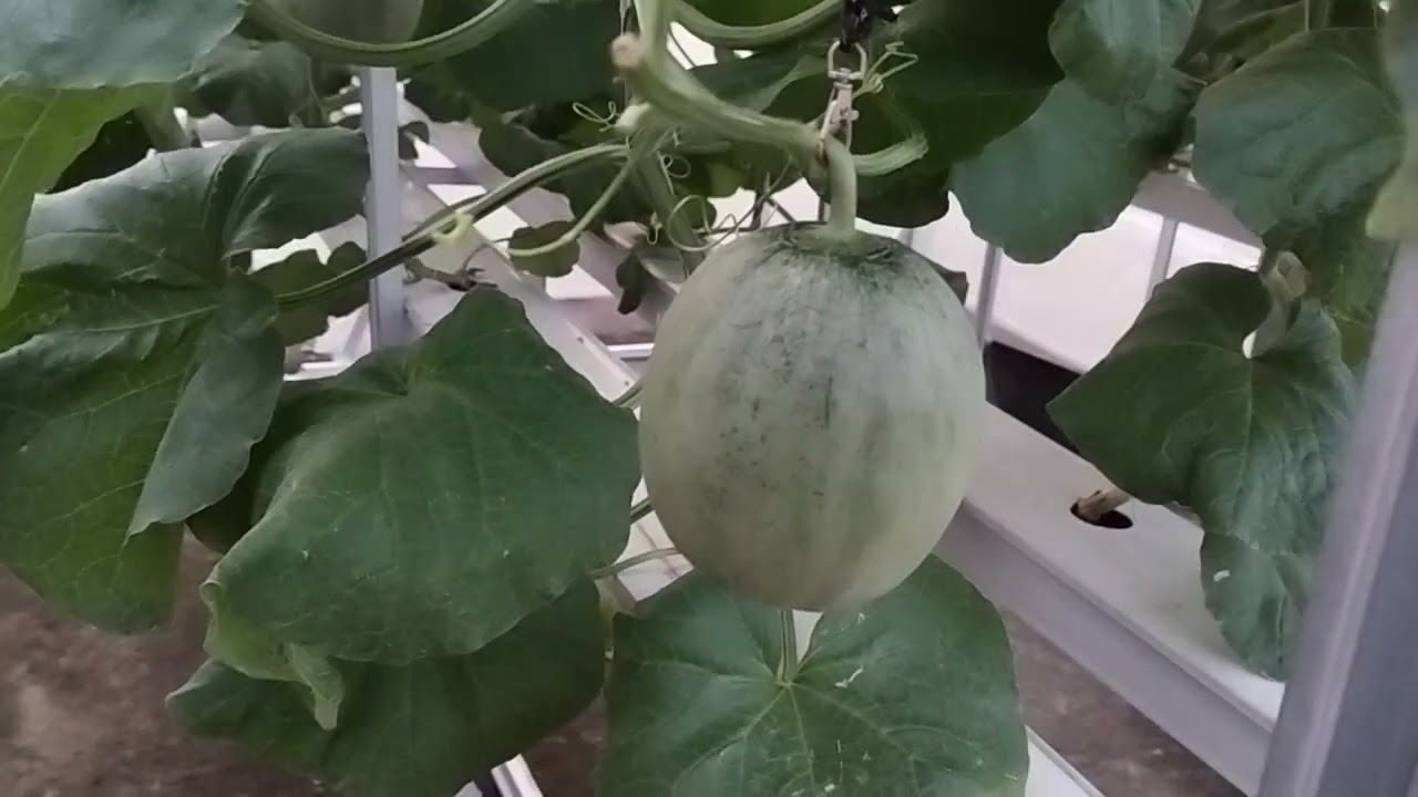 Pruning melon tahap 2
