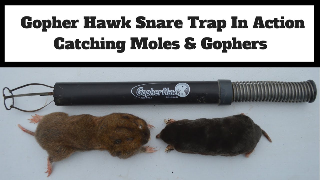 Gopher Hawk Snare Trap In Action. How To Trap Moles, & Gophers