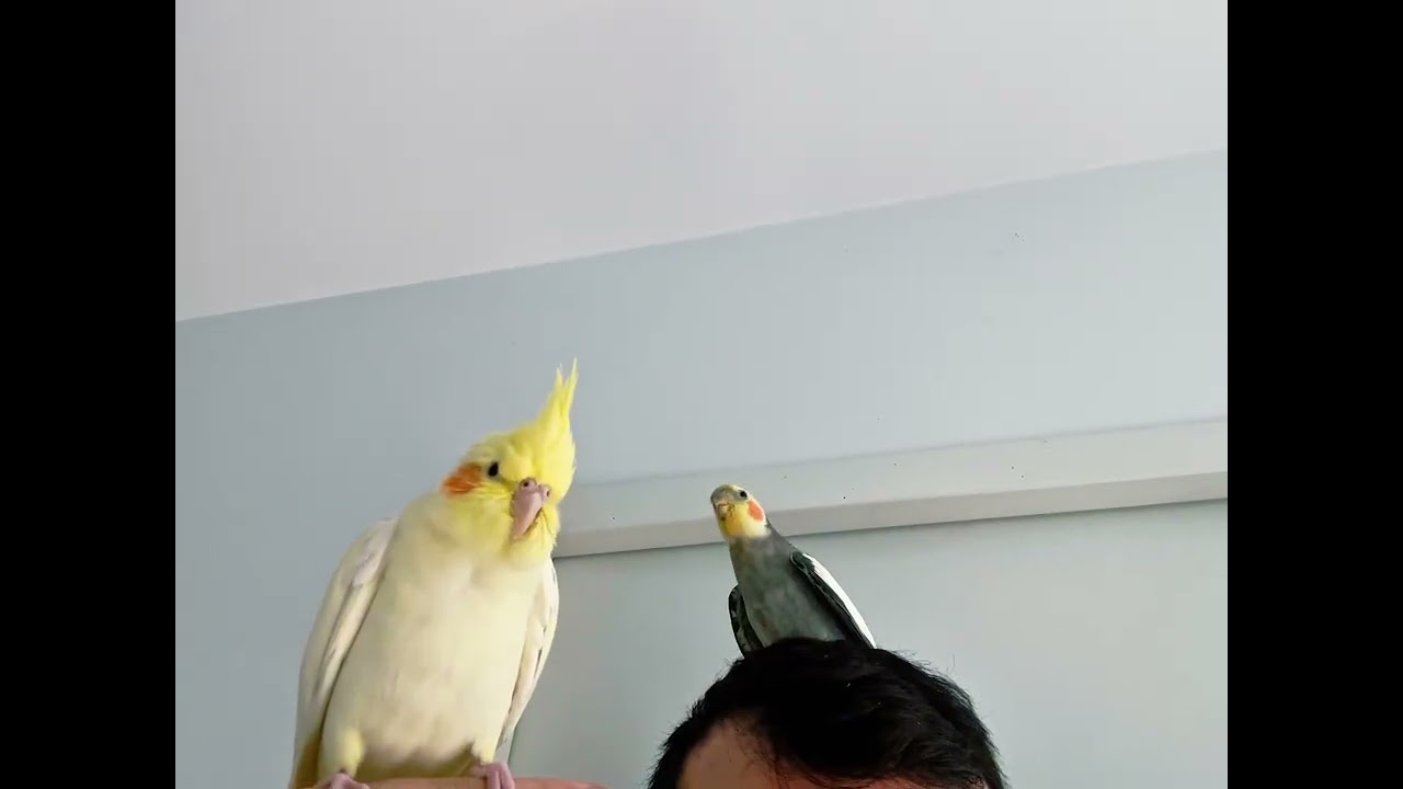 Male cockatiel singing for his mate 🐦❤️#oiseaux #viralvideo #cockatiel #cockatoo 