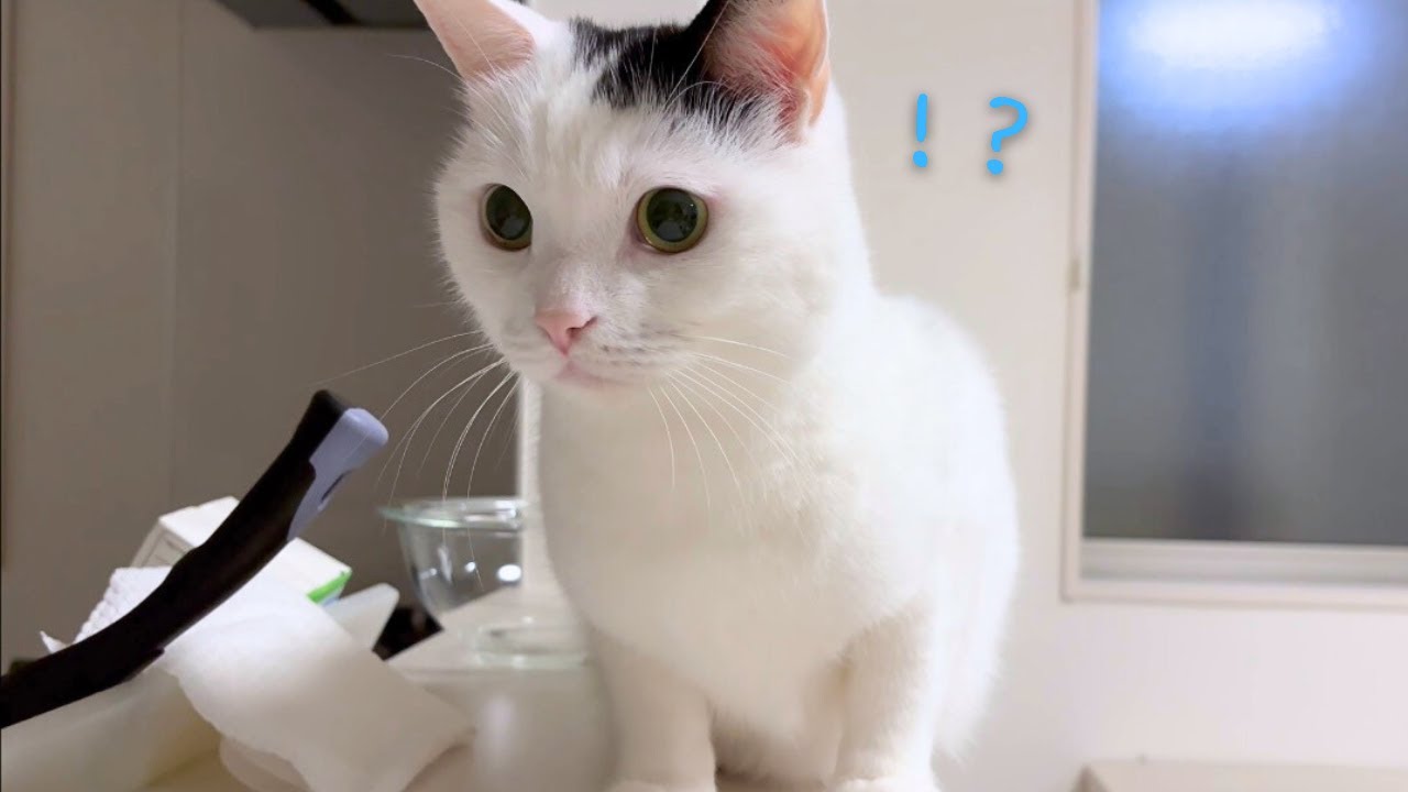猫がドライアイスを初めて見た日